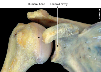 Anatomia spalla