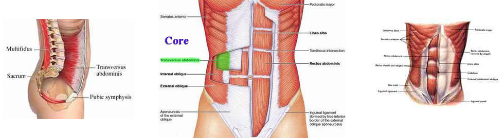 Core-Stability anatomia corpo
